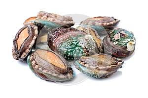 Fresh Abalone