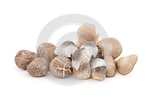 Fresh abalone ,volvariella volvacea and shiitake mushroom isolated on white background with clipping path