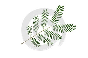 Fresh Acacia green leaves isolated on white background with clipping path. Green leaves pattern