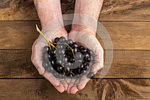 Fresh acai berries in hands - Euterpe oleracea