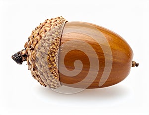 Fresh Acorn On Plain White Surface