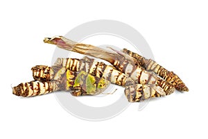 Fresh Acorus calamus also called sweet flag or calamus roots isolated on white