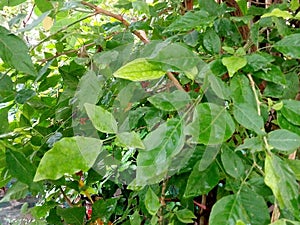 Fresh Aegle marmelos tree leafs
