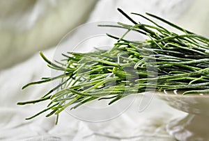 Fresh agretti -salsola soda -