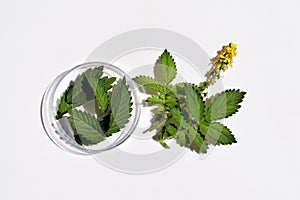 Fresh agrimony herb in petri dish and on a white background