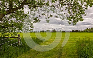Fresh air and beautiful natural landscape of meadow with green tree in the summer day. Grass field with trees in rural