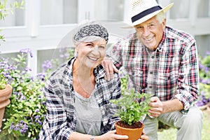 Fresh air and natures beauty keeps us young. A happy senior couple busy gardening in their back yard.