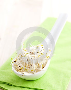 Fresh alfalfa sprouts