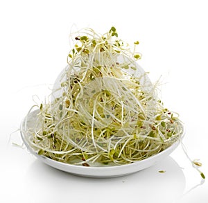 Fresh Alfalfa Sprouts