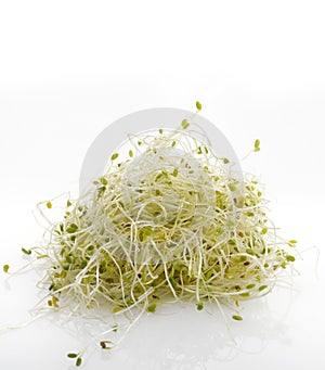 Fresh Alfalfa Sprouts