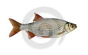 Fresh alive Common Rudd redfin fish isolated on white background