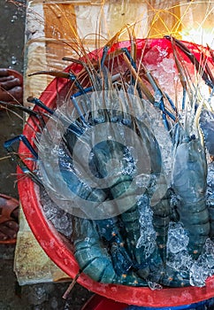 Fresh alive river prawn, raw food ingredient. Large lobster. One large river crayfish. Huge Lobster.