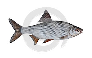 Fresh alive roach fish isolated on white background. Latina rutilus rutilus