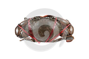fresh alive sea crab is tied by red rope isolated on white
