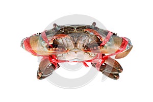 fresh alive sea crab is tied by red rope isolated on white