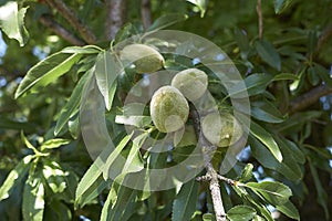 Fresh almonds on the tree