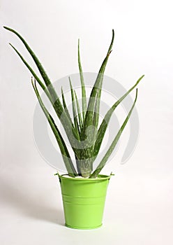 Fresh Aloe Vera Growing in Container on Light Colored Background