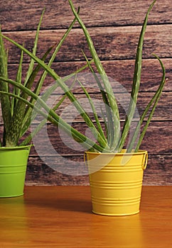 Fresh Aloe Vera Growing indoors in Containers