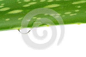 fresh aloe vera leaves with water drops