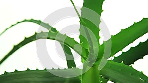 Fresh aloe vera plant leaves on white background