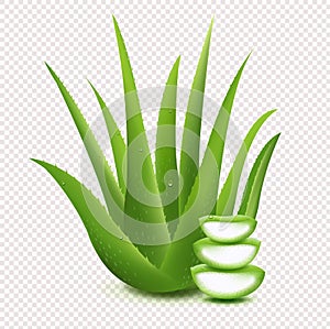 Fresh Aloe Vera Sliced Aloe Vera Isolated On Transparent Background