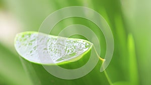 Fresh aloe vera sliced from clump.