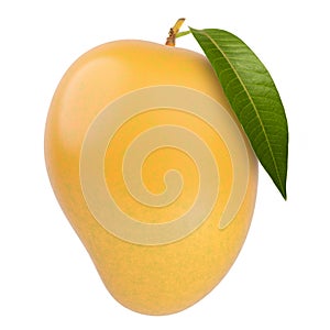 Fresh Alphonso mango fruit white background