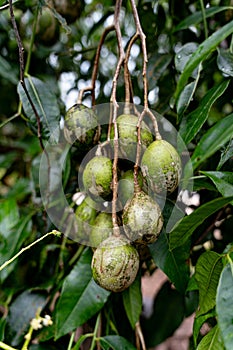 Fresh Ambarella Fruits on Tree Branches