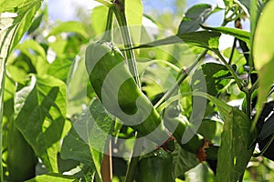 A fresh anaheim chili pepper growing on a plant photo