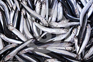 Fresh anchovies photo