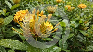 Fresh and Beautiful ixora Jungle Geranium from the park after heavy rain season photo