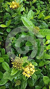 Fresh andBeautiful ixora Jungle Geranium from the park after heavy rain season photo