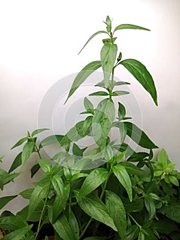 Fresh of Andrographis paniculata plant, Kariyat use for herbal product.