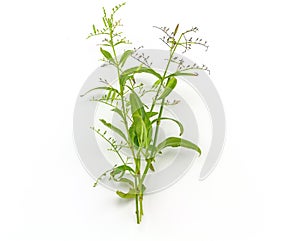 Fresh of Andrographis paniculata plant on white background use f