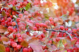 Fresh Apple Aomori from Japan on the apple tree at Apple garden farm background. Popular fruits quality from Japan