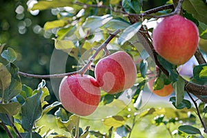 Fresh Apple on the apple tree at Apple garden farm background