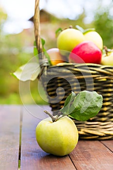 Fresh apple crop outdoors