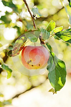 Fresh apple fruits close up, juicy red apples with green leaves. Garden with fruit trees