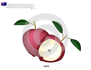 Fresh Apple, The National Fruit of Australia