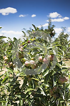 Fresh apple from orchard