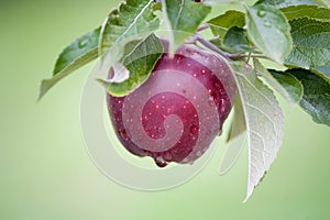 Fresh Apple still on Trees