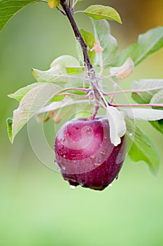 Fresh Apple still on Trees