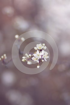 Fresh apple tree blossom in spring