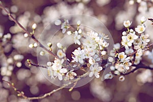 Fresh apple tree blossom in spring