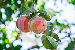 Fresh apples on apple trees
