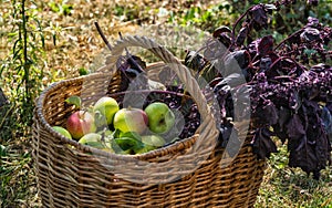 Fresh apples in a basket ,summer garden in the summer garden, countryside