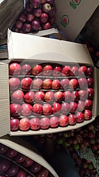 Fresh apples boxes packings shimla