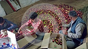 Fresh apples boxes packings shimla