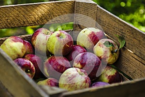 Fresh apples in chest