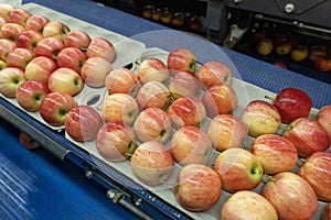 Fresh Apples in Environmentally Friendly Packaging Moving on Conveyor Belt in Fresh Produce Distribution Centre